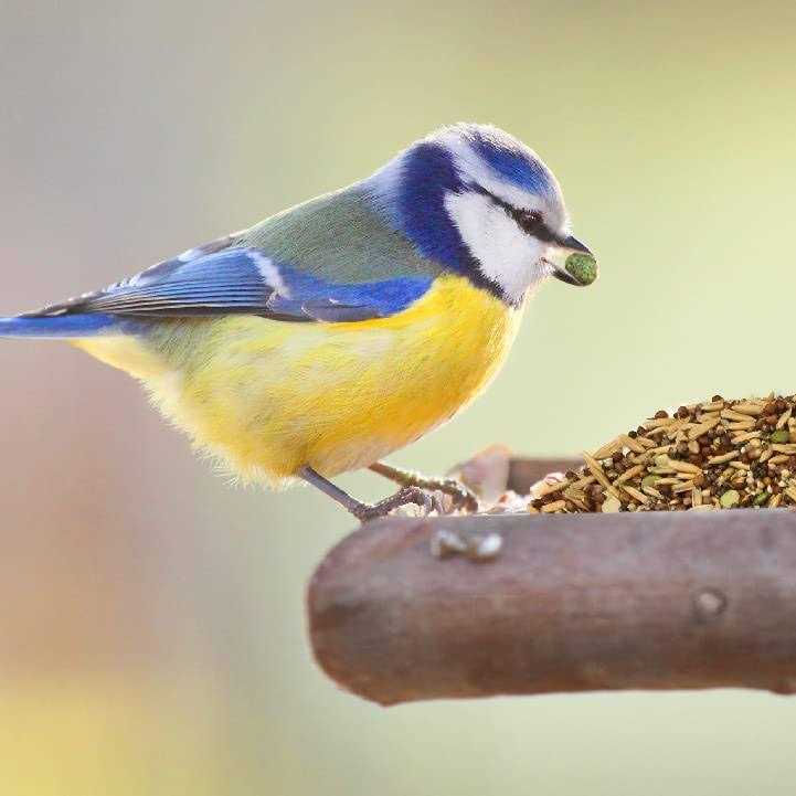 Sprout Blend Bird Treats L7805