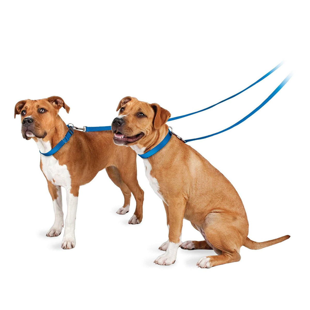 Nylon Dog Leash Y482212