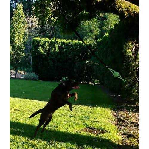 Outdoor Hanging Bungee Dog Toy Large N157