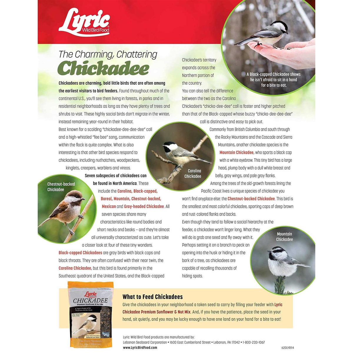 Chickadee Wild Bird A862916