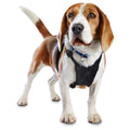Black No Pull Dog Harness B91906