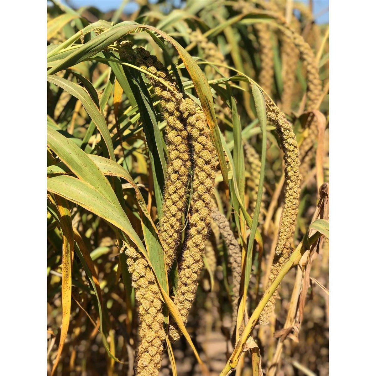 Sun-Dried Non-GMO Pesticide Free D213244