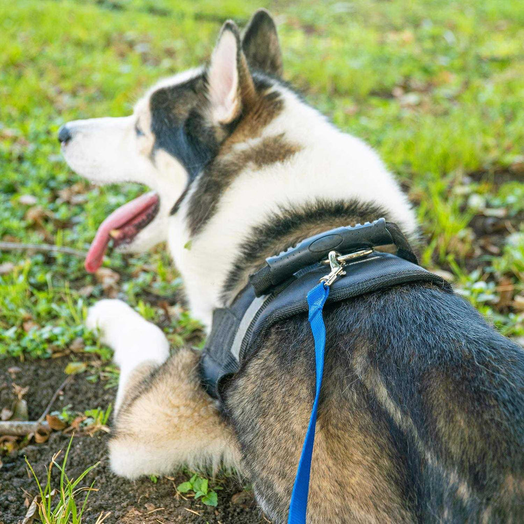 Dog Training Lead Leash R55714