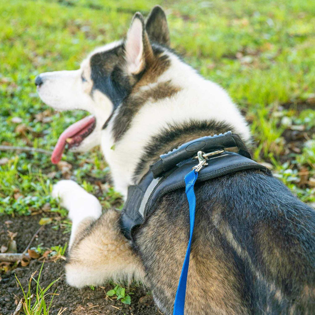 Dog Training Lead Leash R55714