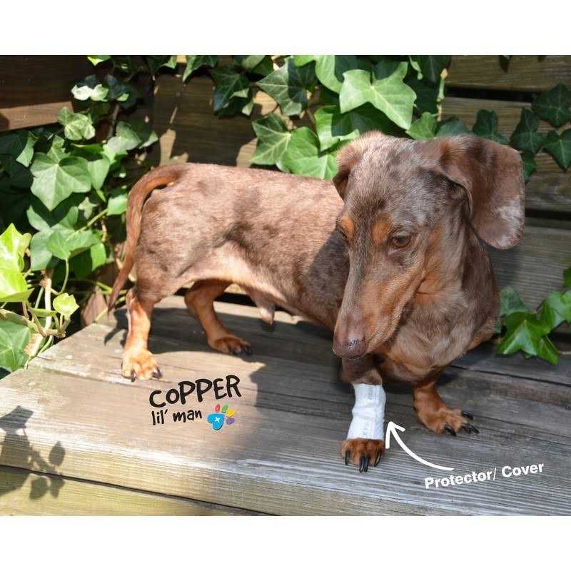 Protective Covers for Pets F776132