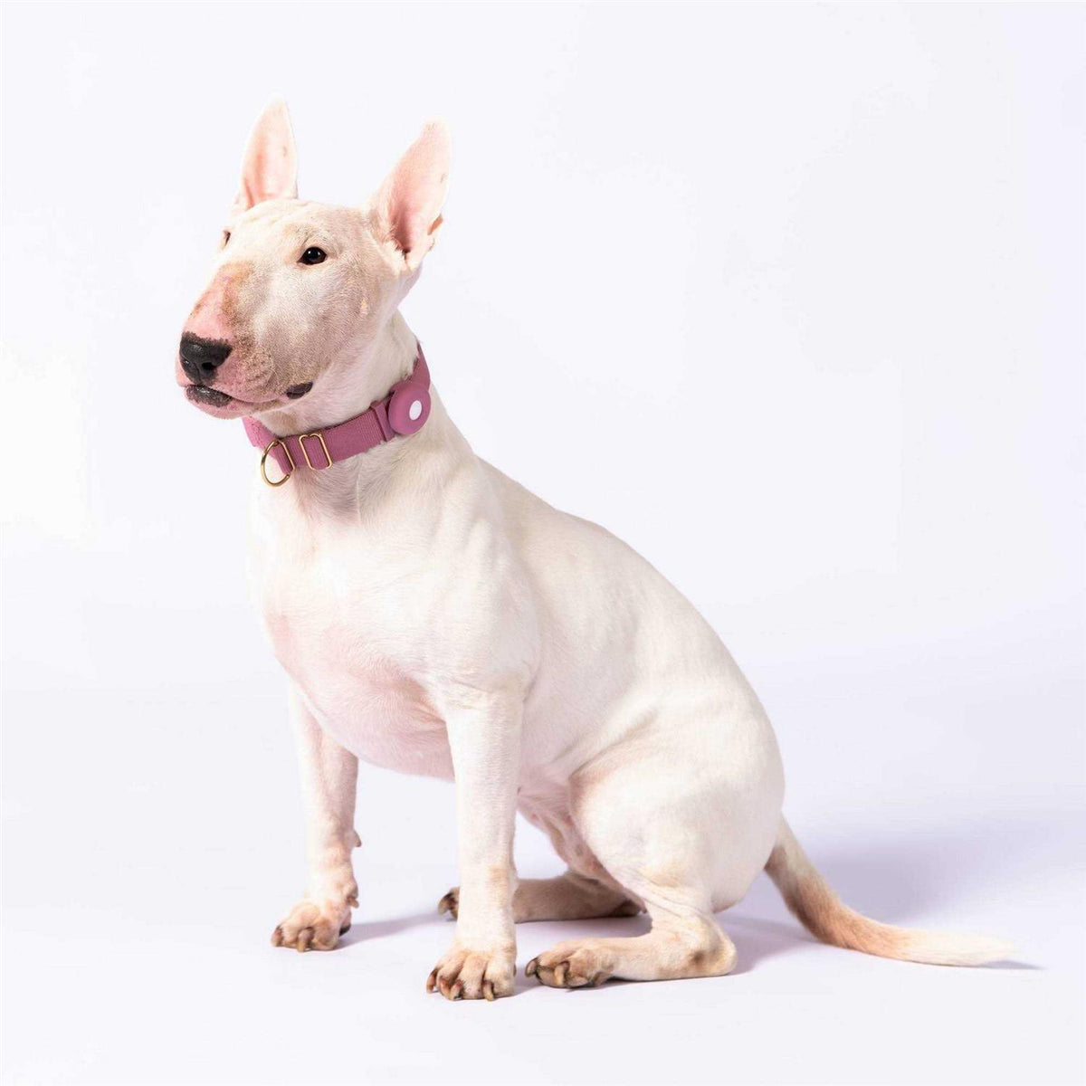 Standard Dog Collar I41264