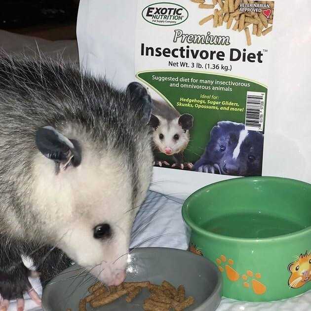 Insectivore Diet U351103