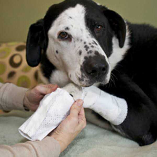 Protective Covers for Pets F776132