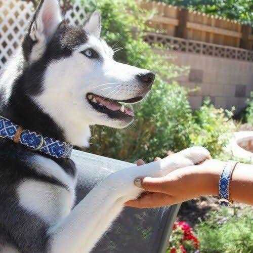 Dog Collar with Friendship Bracelet L7002